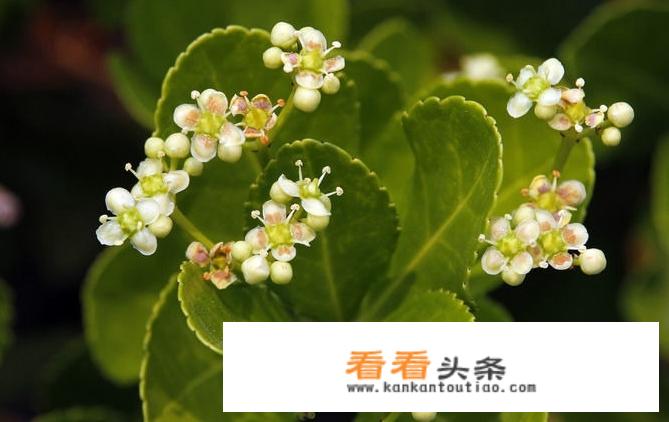 米兰买回来不到一个星期叶子都落光了怎么回事？