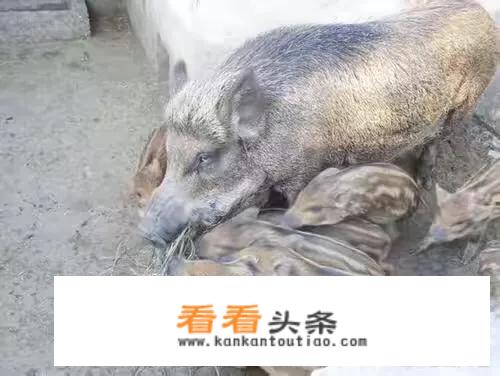 兽性大发意思？
