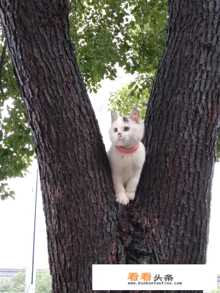 求救，小猫在地上来回翻滚，叫的有点难受，是要生了还是生病了？