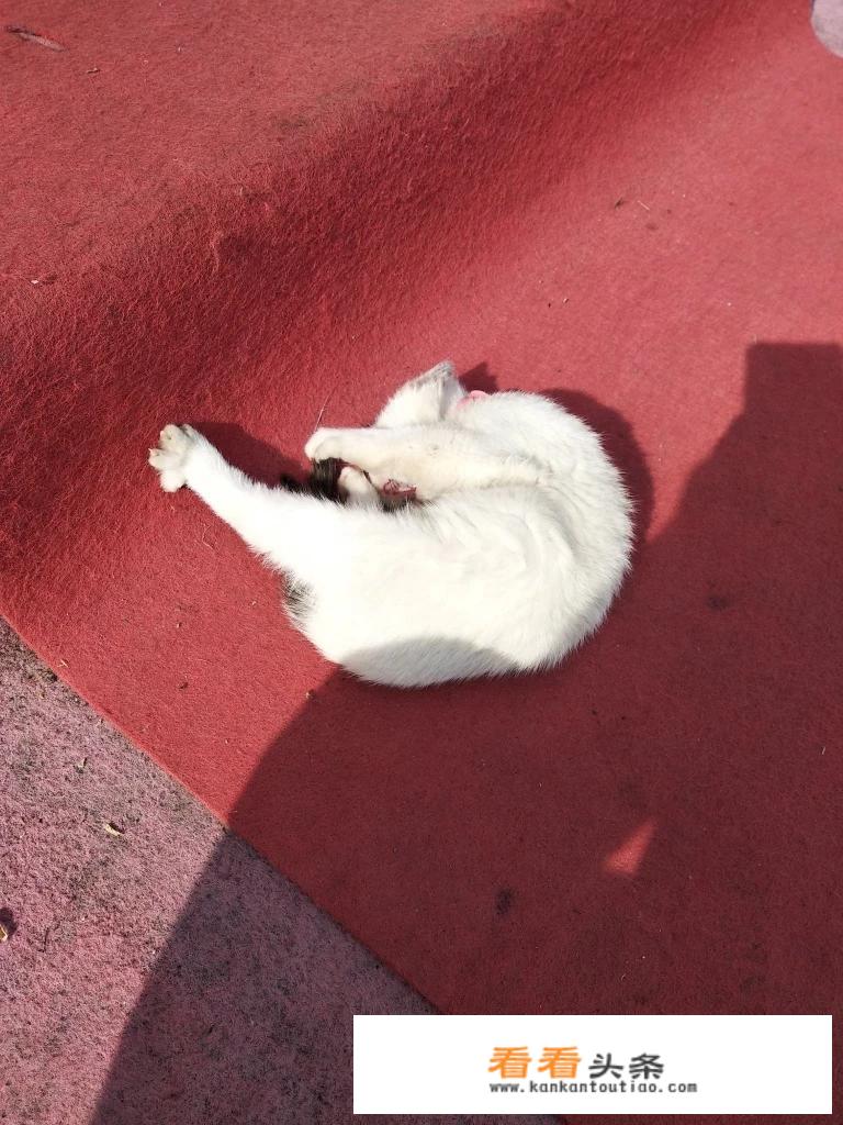 求救，小猫在地上来回翻滚，叫的有点难受，是要生了还是生病了？