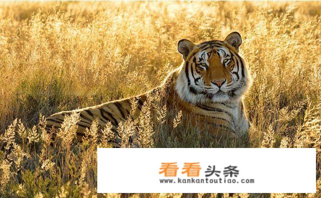 动物餐厅摊主解锁攻略？