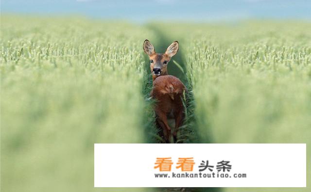 动物餐厅摊主解锁攻略？