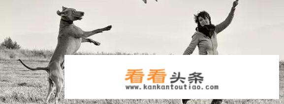 有两条大狼狗狂奔而来，女人如何百分之百保命和安全？