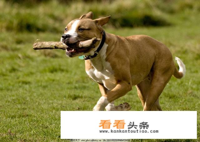 有两条大狼狗狂奔而来，女人如何百分之百保命和安全？