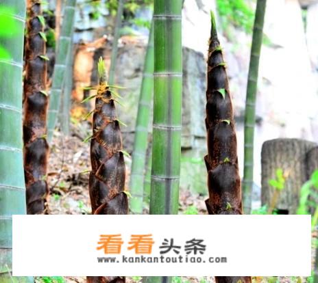 竹笋有哪些毒性和禁忌？