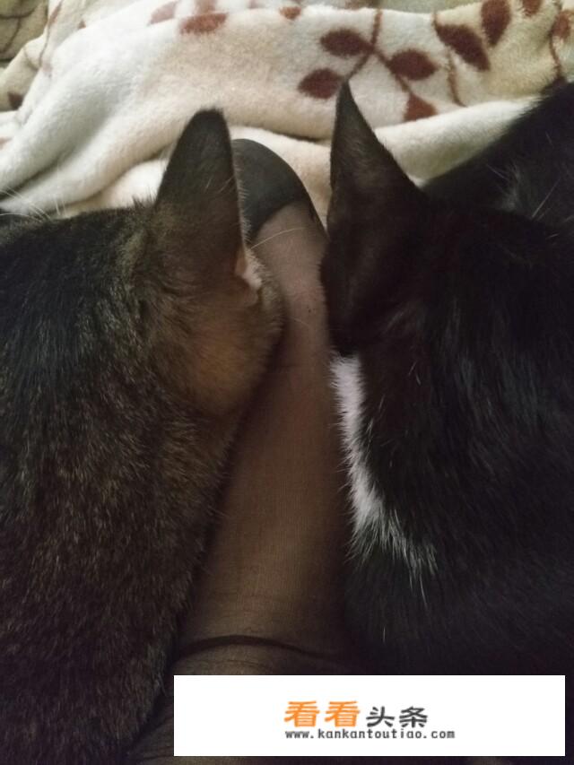 小猫被卖了会去哪里？