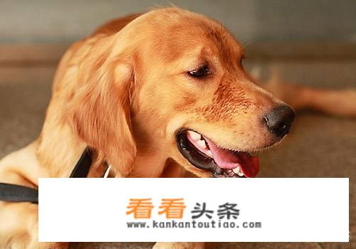 适合拿在手上的宠物有哪些？