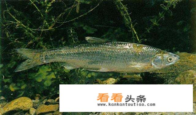 白条鱼用什么饵料最好？