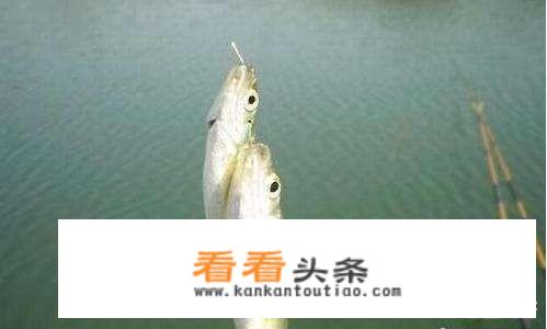 白条鱼用什么饵料最好？