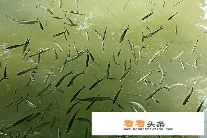 白条鱼用什么饵料最好？