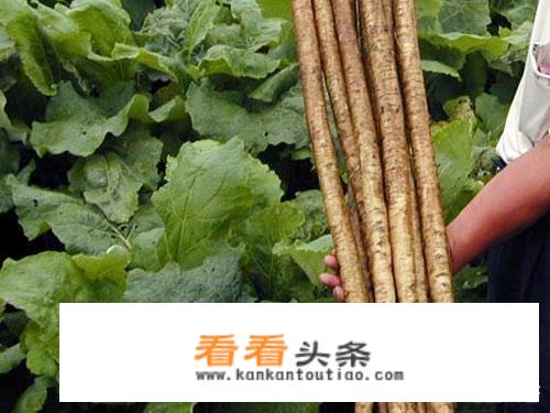 长期喝山楂菊花决明子水有什么坏处和好处？