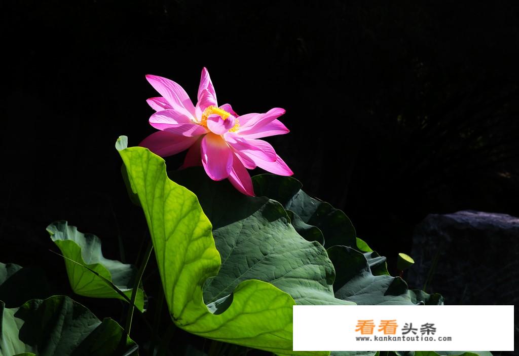 用佳能5D Mark III摄影的主要人群是哪些？他们都拍些什么？