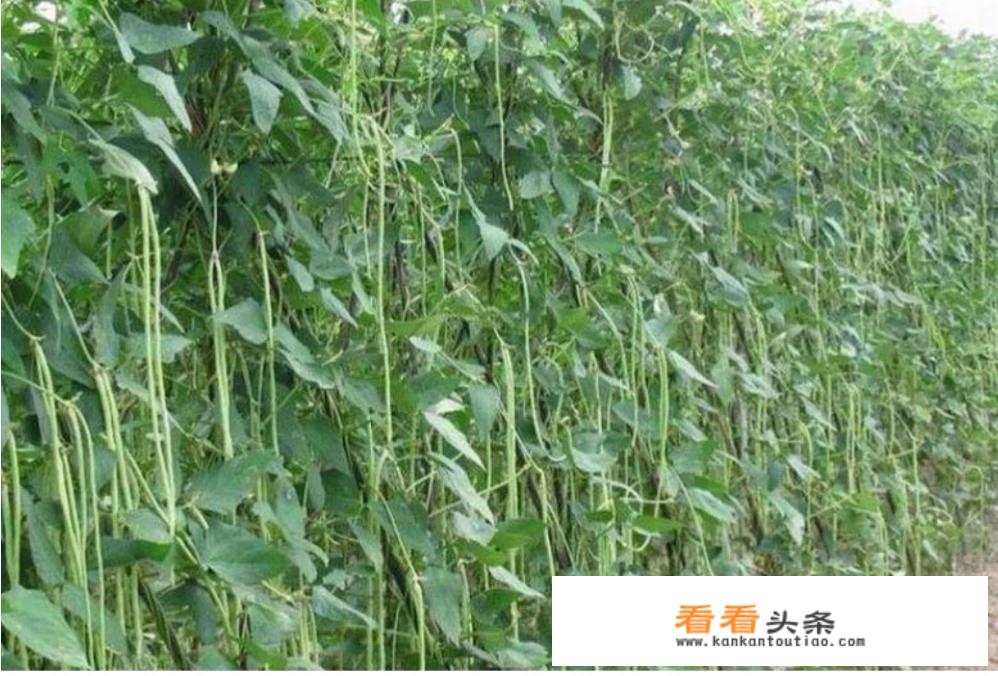 四季豆和豇豆哪个营养价值高？