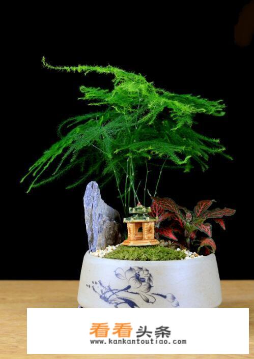 适合养文竹的花盆？