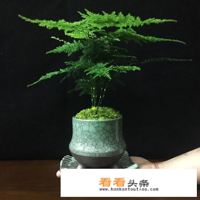 适合养文竹的花盆？