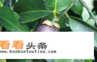 孕妇能吃山竹吗早期的时候?这个含有什么营养？