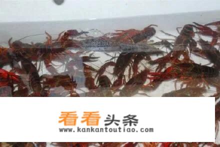 龙虾都有什么口味？