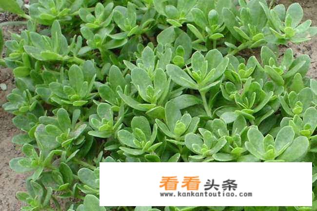 红米苋和马齿苋是一样的吗？