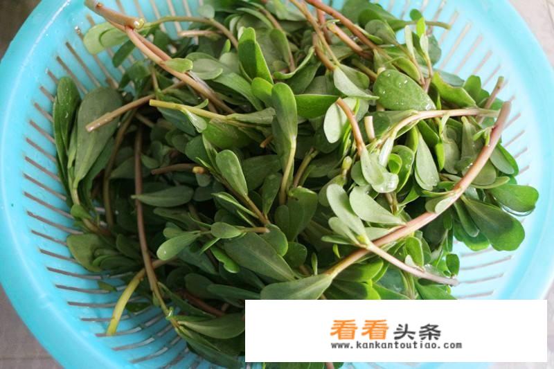 红米苋和马齿苋是一样的吗？
