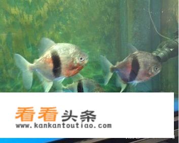 霍顿如果早知队友莎娜•杰克曝药检呈阳性，还会搞大事情不？