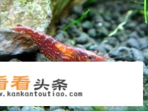 霍顿如果早知队友莎娜•杰克曝药检呈阳性，还会搞大事情不？