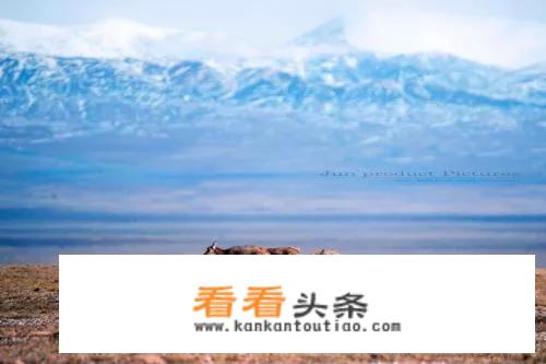 可可西里真的恐怖到一只兔子就可以结束人的性命吗？