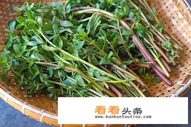 你吃过野菜么？马齿苋吃过吗？怎么做的？