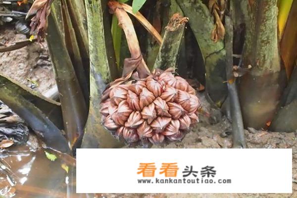 果肉透明像果冻的水果？
