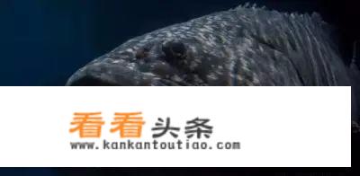 30斤龙趸鱼什么价？