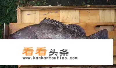 30斤龙趸鱼什么价？