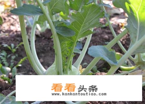 苤蓝菜的正确吃法？