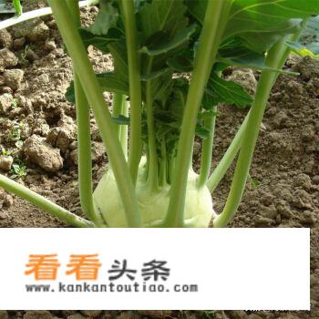 苤蓝菜的正确吃法？