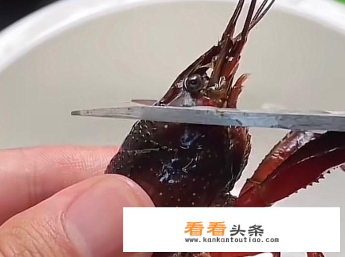 大龙虾的清洗处理方法？