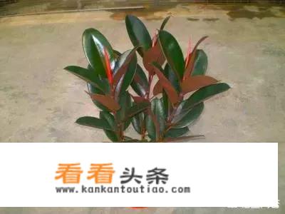 黑金刚与橡皮树，有哪些区别？