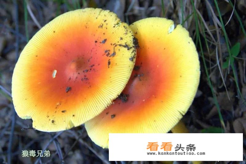红色的蘑菇有哪些能吃？