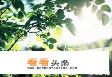 夏天煮什么粥好？