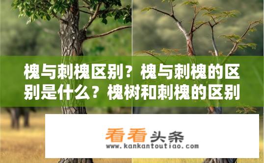 槐与刺槐区别？槐与刺槐的区别是什么？槐树和刺槐的区别在哪里?