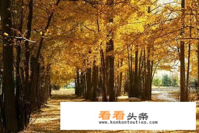 临沂三区九县免费的景区？