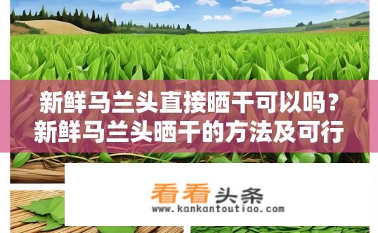 新鲜马兰头直接晒干可以吗？新鲜马兰头晒干的方法及可行性探讨，马兰头晒干过程可行性与最佳方法探究，新鲜是否必须经过干燥处理？
