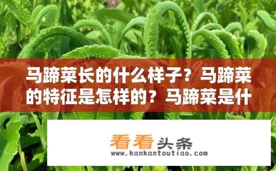 马蹄菜长的什么样子？马蹄菜的特征是怎样的？马蹄菜是什么形状和特点的植物？