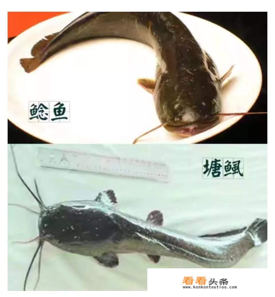 塘鯴文字上叫什麼鱼？