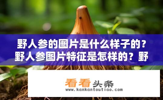 野人参的图片是什么样子的？野人参图片特征是怎样的？野人参图片高清详细描述，形状、颜色和纹理特征分析