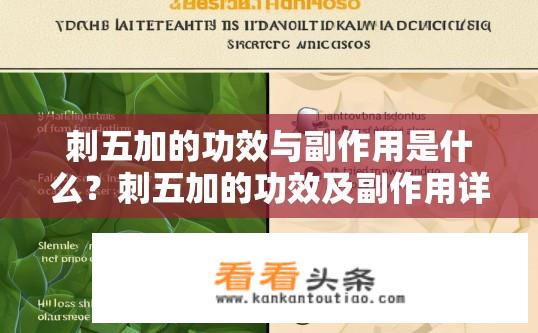 刺五加的功效与副作用是什么？刺五加的功效及副作用详解，刺五加功效及副作用分析，作用机理、药效特点及常见不良反应?