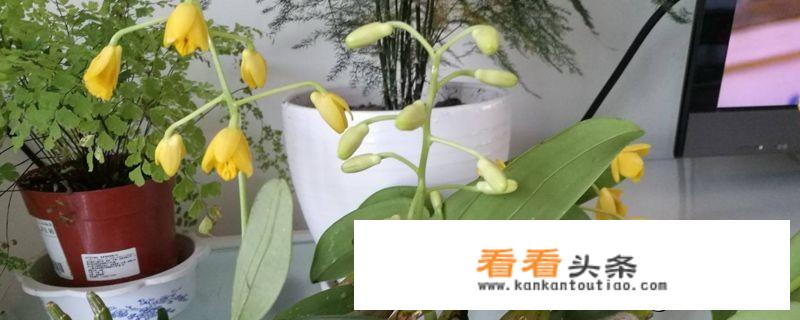 石斛金为首，金钗石斛干花一斤上千元，如何在农村山野间种植呢？
