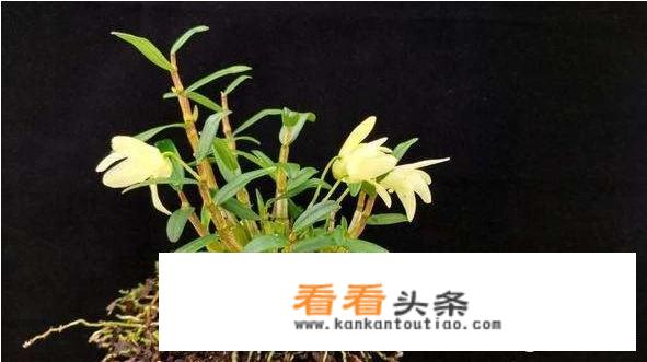 石斛金为首，金钗石斛干花一斤上千元，如何在农村山野间种植呢？