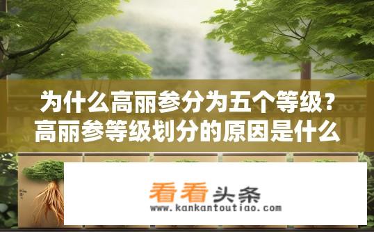 为什么高丽参分为五个等级？高丽参等级划分的原因是什么？高丽参五级分级为何存在？其依据与划分标准是什么?