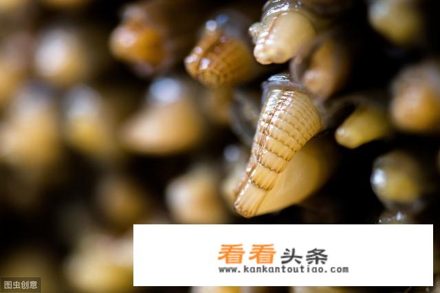 竹节蛏是什么？