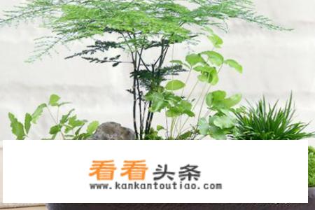 教师节适宜送什么花？