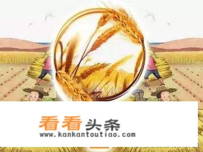 24节气芒种的手工作品？