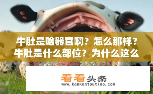 牛肚是啥器官啊？怎么那样？牛肚是什么部位？为什么这么独特且少见？